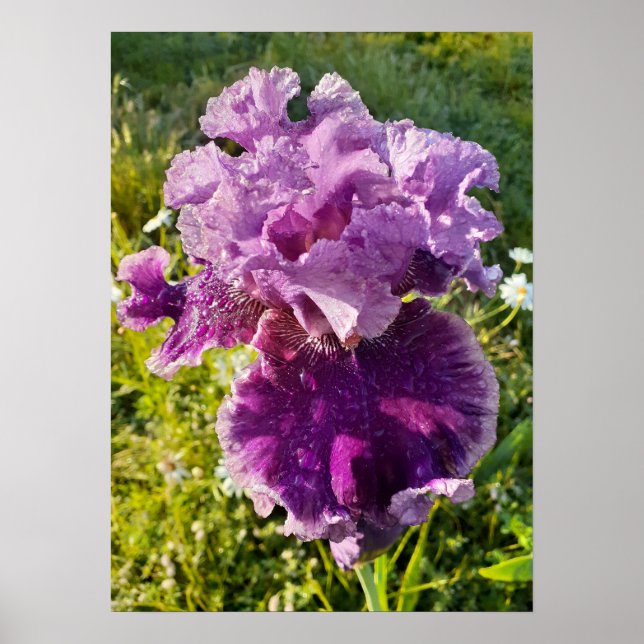 Póster Purple Iris Irises Poster de Flor Floral (Frente)