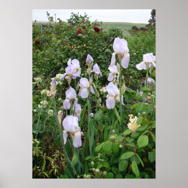 Póster Purple Iris Irises Poster de la Planta de Jardín d (Frente)