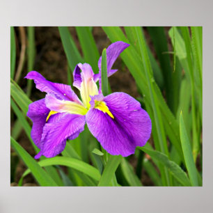 Póster Purple Iris Poster