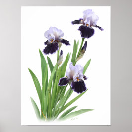 Póster Purple Iris Trio Original Art Print