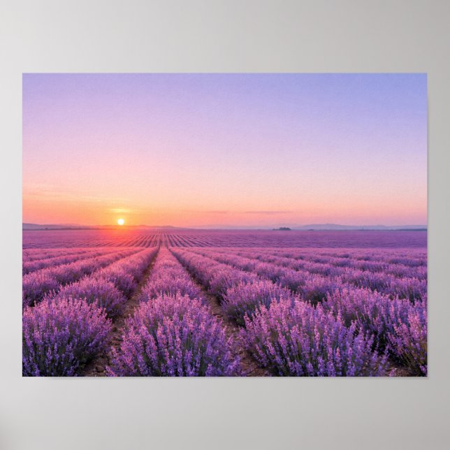 Póster Purple Lavender Fields Poster - Provence France (Frente)