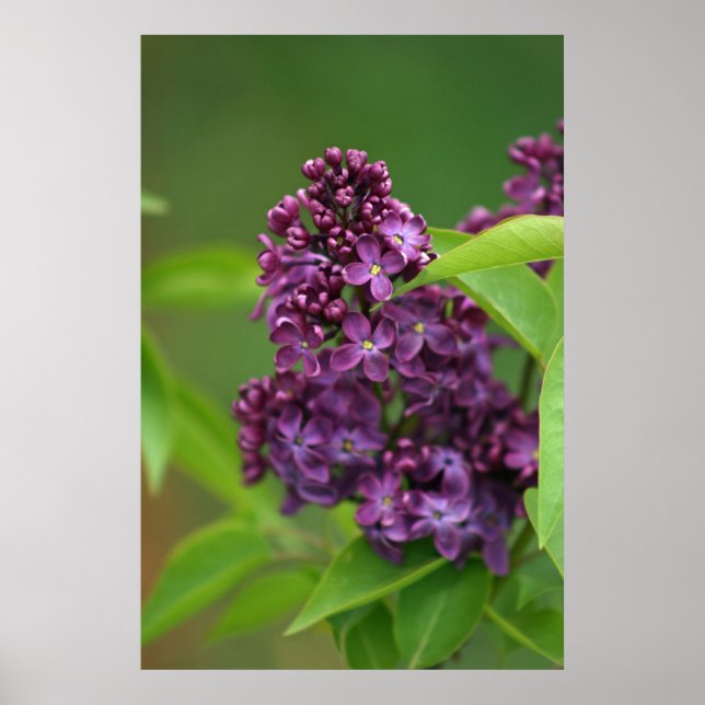 Póster Purple Lilac Poster (Frente)