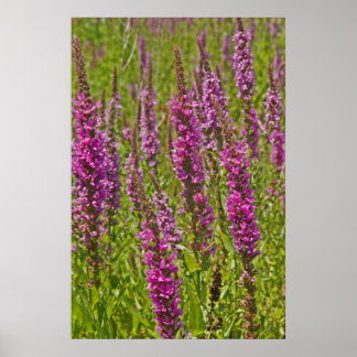 Póster Purple Loosestrife