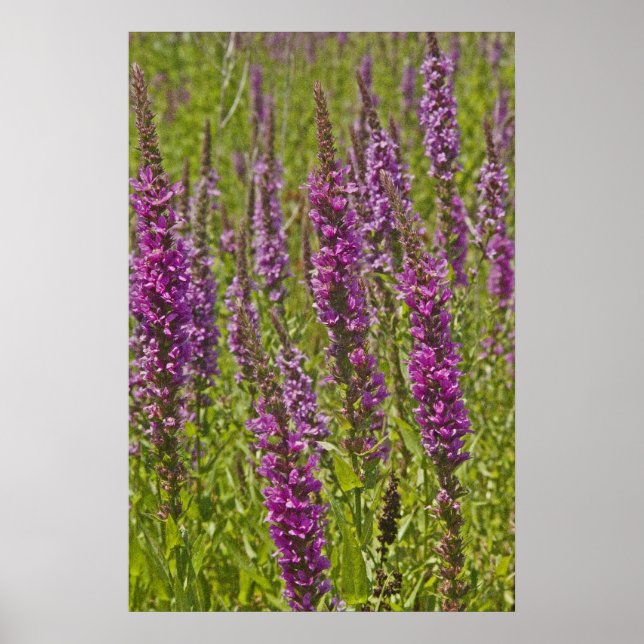 Póster Purple Loosestrife (Frente)