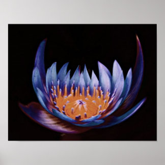Póster Purple-Lotus-Flower