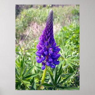 Póster Purple Lupine 1 Poster