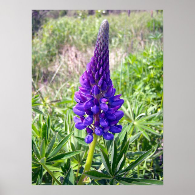 Póster Purple Lupine 1 Poster (Frente)