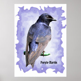 Póster Purple Martin