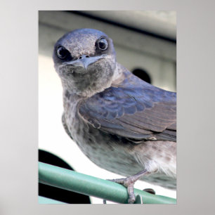 Póster Purple Martin