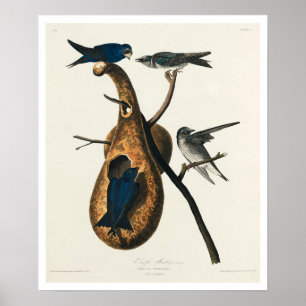 Póster Purple Martin por Audubon Poster