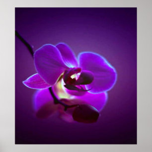 Póster Purple Orchid