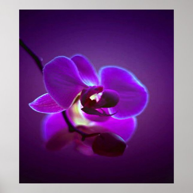 Póster Purple Orchid (Frente)