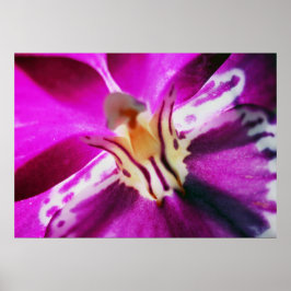 Póster Purple Orchid