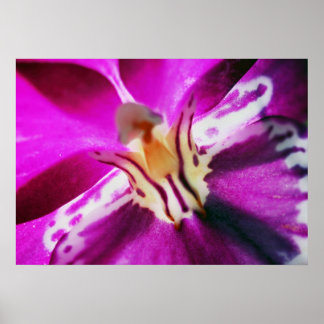 Póster Purple Orchid