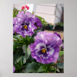 Póster Purple Pansy Floral Flowers Photograph Poster<br><div class="desc">Purple Pansy floral Photograph Poster. A glorious poster to compliment any decor. Designed from my original watercolor paintings,  that I painted from my own flower garden.</div>