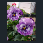 Póster Purple Pansy Floral Flowers Photograph Poster<br><div class="desc">Purple Pansy floral Photograph Poster. A glorious poster to compliment any decor. Designed from my original watercolor paintings,  that I painted from my own flower garden.</div>