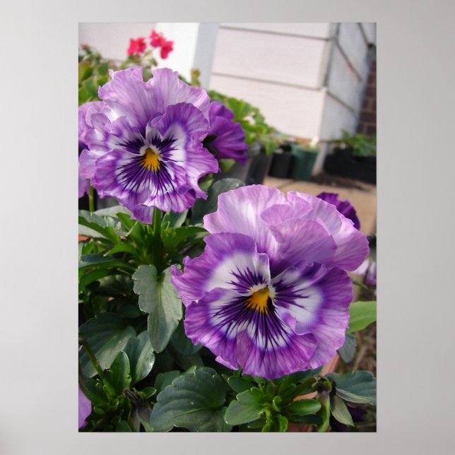 Póster Purple Pansy Floral Flowers Photograph Poster (Frente)