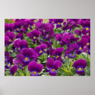 Póster Purple Passion