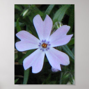 Póster Purple Phlox