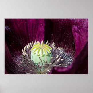 Póster Purple Poppy Poster