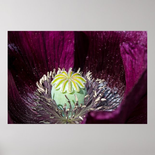 Póster Purple Poppy Poster (Frente)