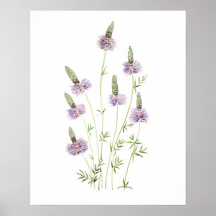 Póster purple prairie clover watercolor 