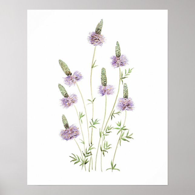 Póster purple prairie clover watercolor  (Frente)