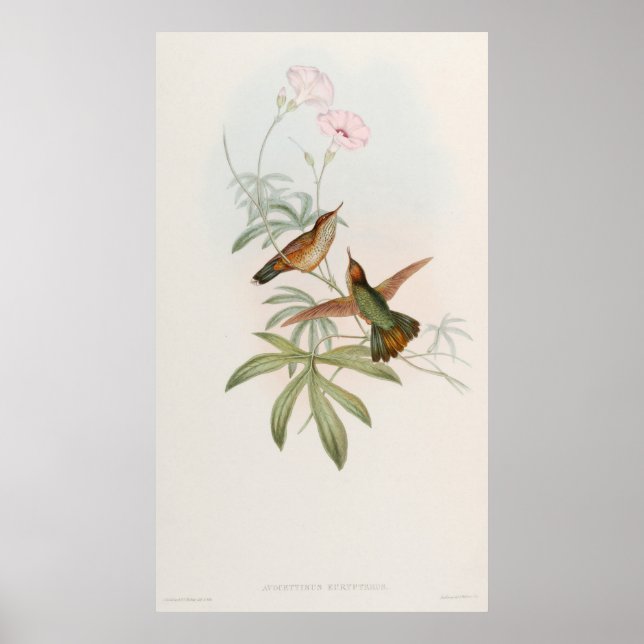 Póster Purple-tailed Avocet Hummingbird by John Gould (Frente)