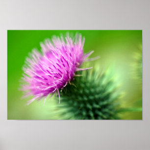 Póster Purple thistle Poster