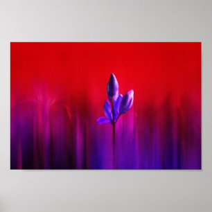 Póster Purple Tulip Haze