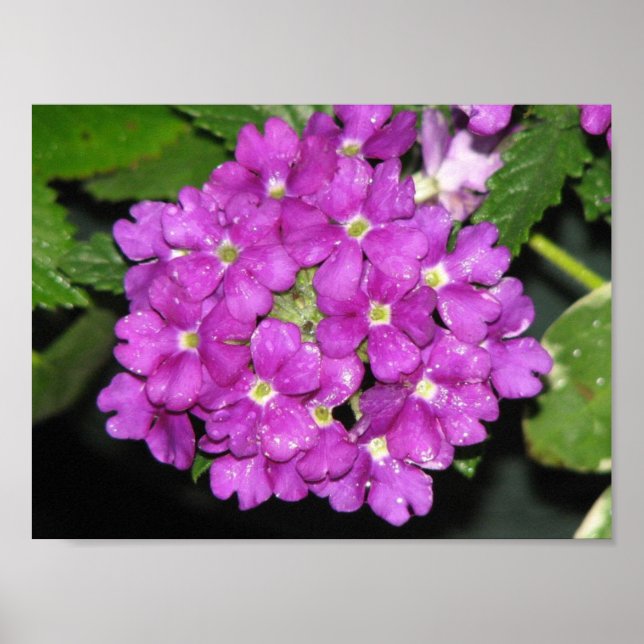 Póster Purple Verbena (Frente)