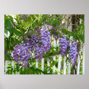 Póster Purple Wisteria ~ print