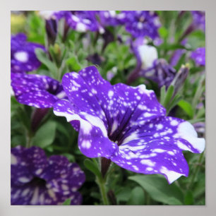 Póster púrpura, blanco, petunia, flor, naturaleza, verano