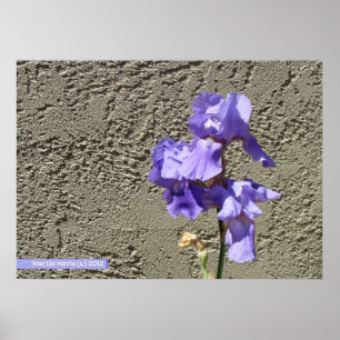 Póster Púrpura contra la pared