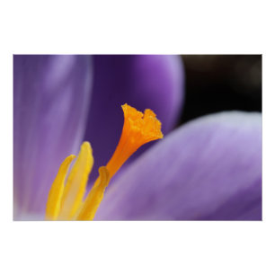Póster Púrpura Crocus Flower Saffron Stigma