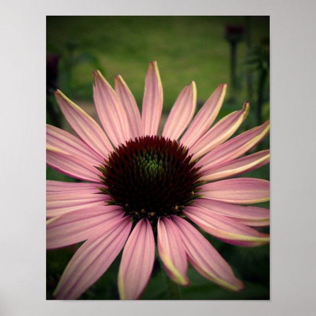 Póster Púrpura de flores Echinacea (Frente)
