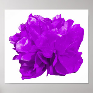Póster Púrpura del estallido de Camelia