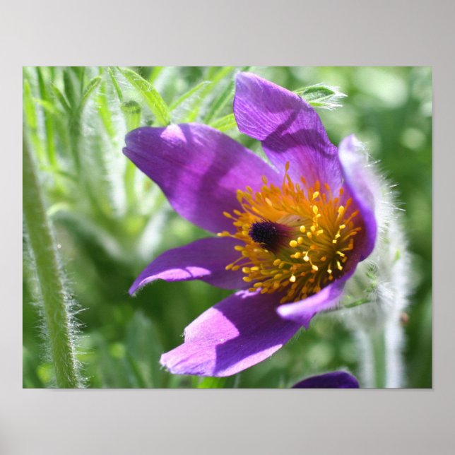 Póster Púrpura Flor Pasque Cerrar (Frente)