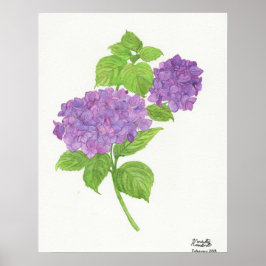 Póster Púrpura Hydrangea