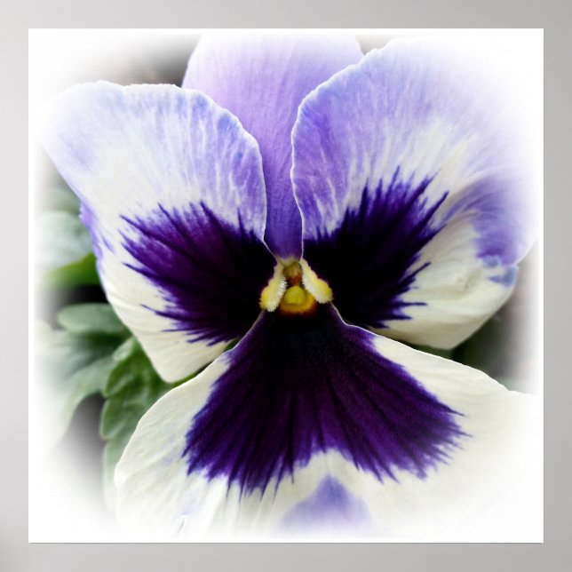 Póster púrpura profundo sobre la marsopa blanca (Frente)