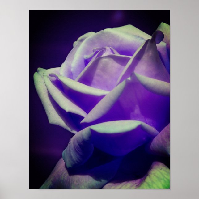 Póster Púrpura Rosebud (Frente)