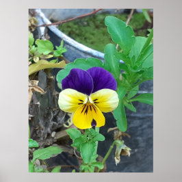 Póster Púrpura y amarilla