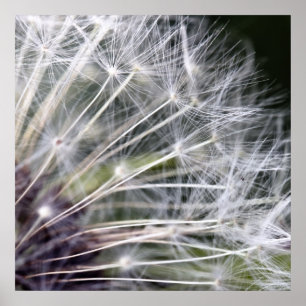 Póster Pusteblume