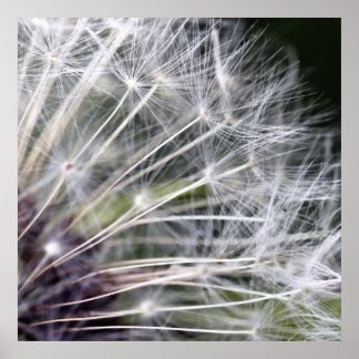 Póster Pusteblume