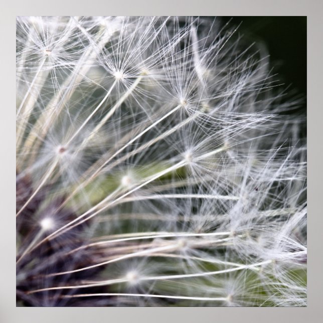 Póster Pusteblume (Frente)