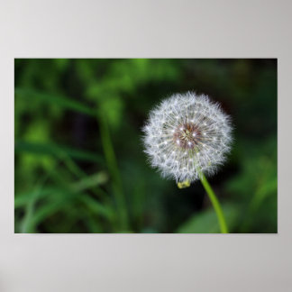 Póster Pusteblume