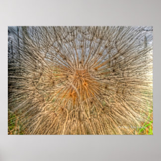 Póster pusteblume 2007