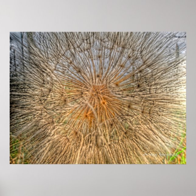 Póster pusteblume 2007 (Frente)