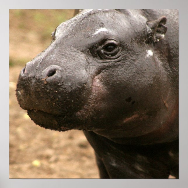 Póster Pygmy Hippo Poster (Frente)