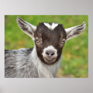 Póster Pygmy Mascota Goat Kid